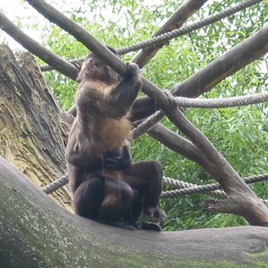 Tiergarten Hellbrunn