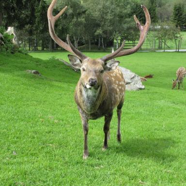 Wild & Freizeitpark Ferleiten