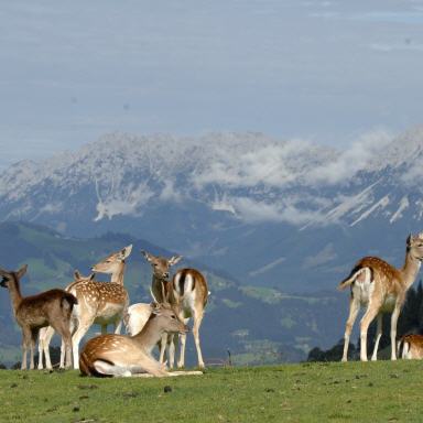 Wildpark Aurach